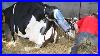 18-How-Cow-Give-Birth-Baby-Calf-Being-Born-Dehorning-Cow-Milking-Farming-Farm-Withme-2021-01-og