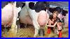 Farm-Withme-Pretty-Girl-Dangerous-Stihl-Chainsaw-Tree-Cutting-Feeding-Farming-Cow-Milking-Cure-Cows-01-jf