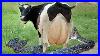 Ultimate-Cow-Milking-U0026-Farming-Techniques-Join-The-Farm-Withme-Revolution-01-jc